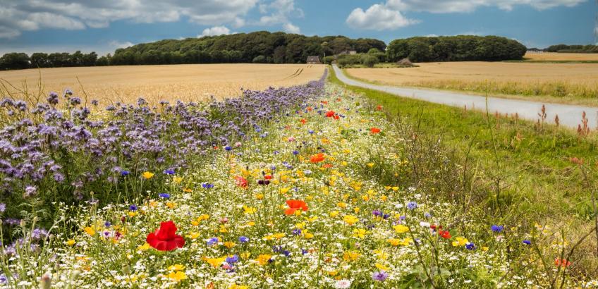 Grøftekant med markblomster